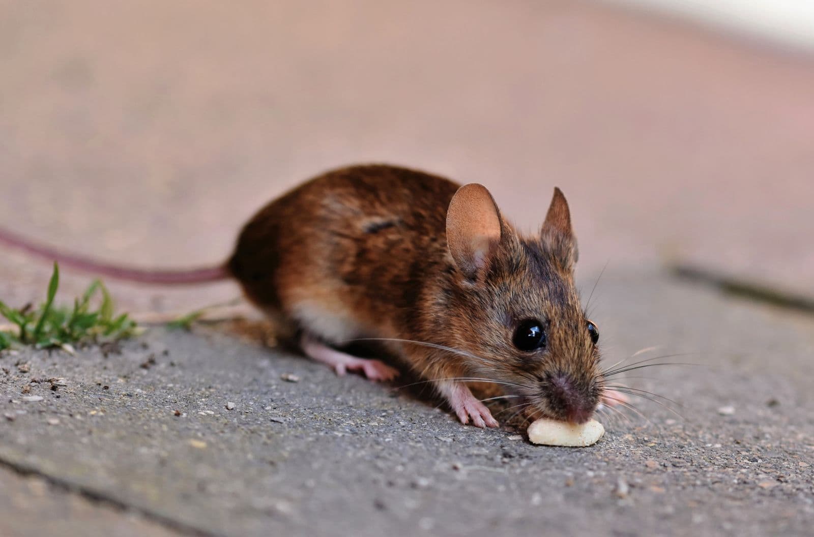 Close-up photograph of a mouse, a common rodent pest