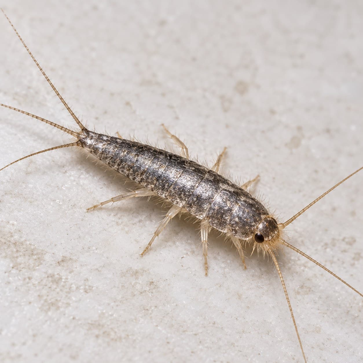 Close-up macro photograph of a silverfish