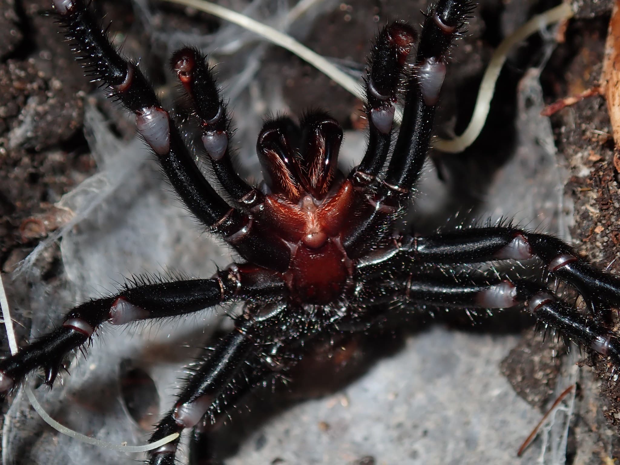 Close-up photograph of a Sydney funnel-web spider