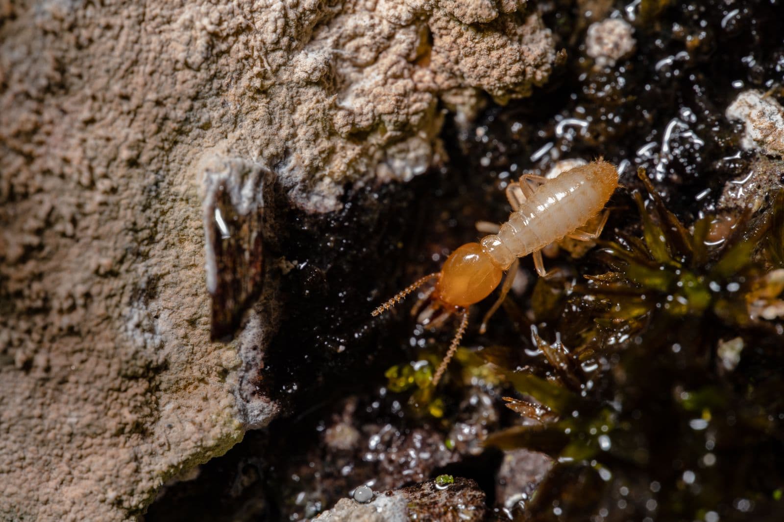 Close-up macro photograph of a termite on timber